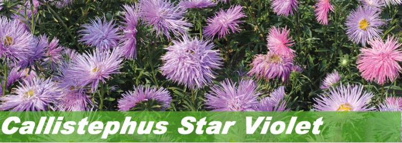 Callistephus Star Violet