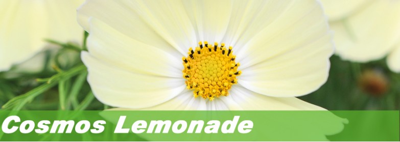 Cosmos Lemonade