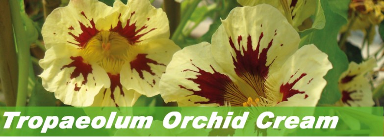 Tropaeolum Orchid Cream