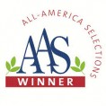 All American Selections Winner