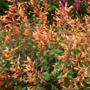 Agastache aurantiaca 'Apricot Sprite'