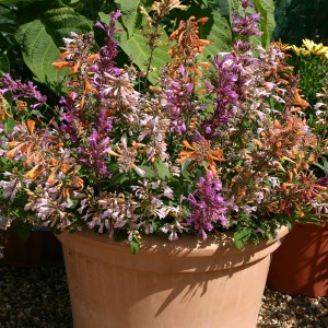 Agastache aurantiaca 'Fragrant Delight Mixed' 