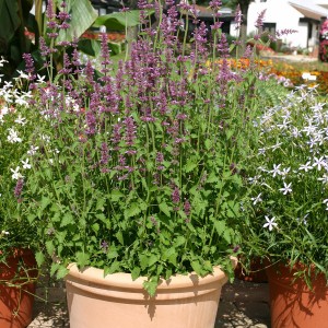 Agastache neomexicana 'Lavender Haze' 