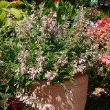 Agastache aurantiaca 'Lilac Sprite' 