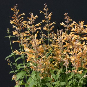 Agastache aurantiaca 'Peach Margarita' 