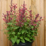 Agastache aurantiaca 'Raspberry Daiquiri' 