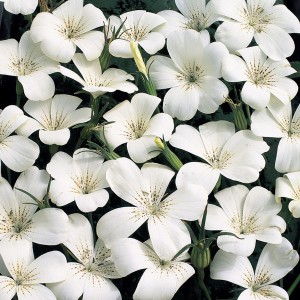 Agrostemma githago 'Ocean Pearl' 