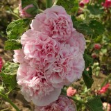 Alcea rosea 'Appleblossom'  