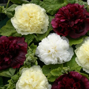 Alcea rosea 'Berry Cheesecake' 