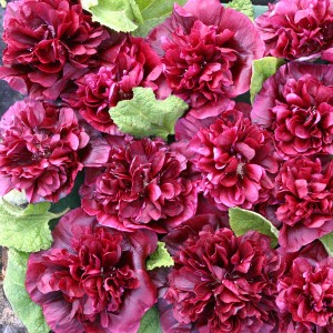 Alcea rosea 'Blackberry' 