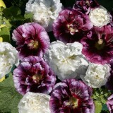 Alcea rosea 'Blackberry Ripple' 