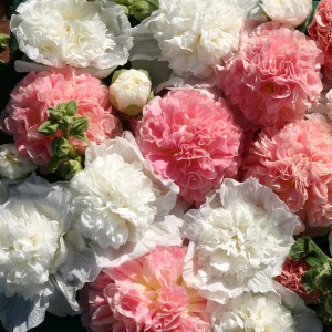 Alcea rosea 'Bride's Bouquet' 