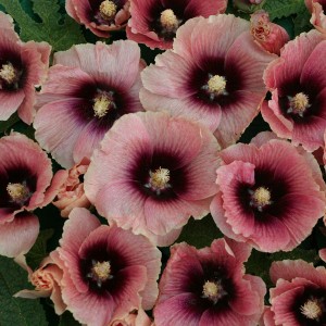 Alcea rosea 'Halo Apricot' 