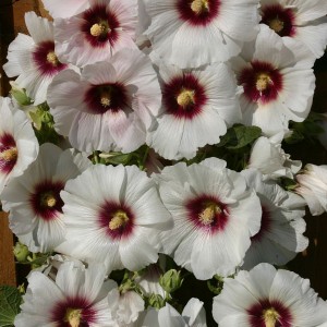 Alcea rosea 'Halo Blossom' 