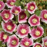 Alcea rosea 'Halo Blush' 