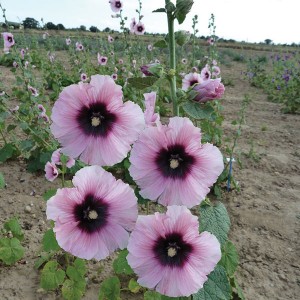 Alcea rosea 'Halo Candy'