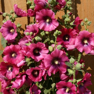 Alcea rosea 'Halo Cerise' 