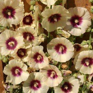 Alcea rosea 'Halo Cream' 