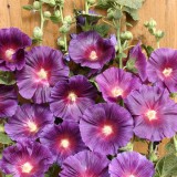 Alcea rosea 'Halo Lavender' 