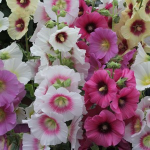 Alcea rosea 'Halo Mixed' 