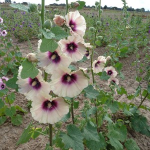 Alcea rosea 'Halo Peach'