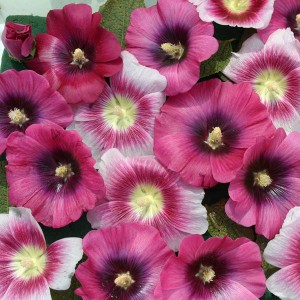 Alcea rosea 'Halo Perfect Pink' 