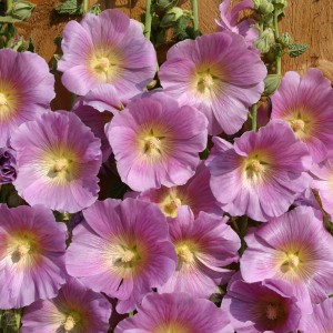 Alcea rosea 'Halo Pink' 