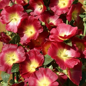 Alcea rosea 'Halo Red' 