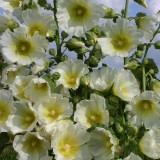 Alcea rosea 'Halo White' 