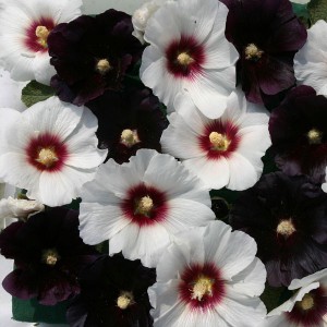 Alcea rosea 'Night And Day' 