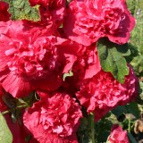 Alcea rosea 'O'Hara'