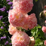 Alcea rosea 'Peaches 'n' Dreams' 