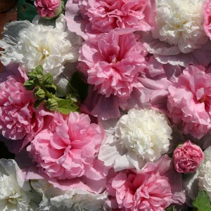 Alcea rosea 'The Bridesmaid' 