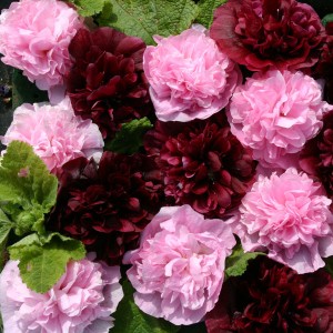 Alcea rosea 'Very Berry'  