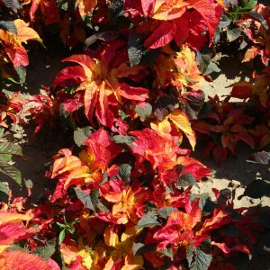 Amaranthus gangeticus 'Carnival'