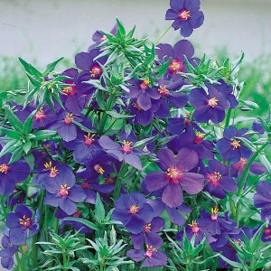 Anagallis monellii 'Blue Lights' 