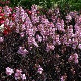 Antirrhinum nanum 'Bronze Dragon' 