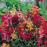 Antirrhinum nanum 'Frosted Flames' 