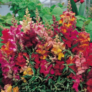 Antirrhinum nanum 'Frosted Flames' 