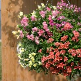 Antirrhinum pendula 'Magic Lanterns' 