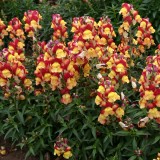 Antirrhinum nanum 'Oriental Lanterns' 