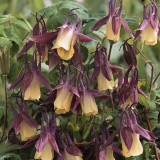 Aquilegia flabellata 'Blackcurrant Ice' 