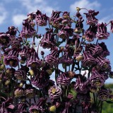 Aquilegia hybrida 'Double Pleat Blackberry' 