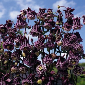 Aquilegia hybrida 'Double Pleat Blackberry' 