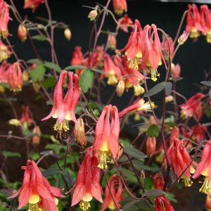 Aquilegia caerulea 'Rhubarb and Custard' 