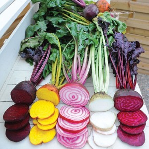 Beetroot 'Rainbow Mix'