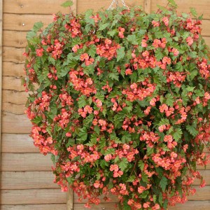 Begonia hybrida 'Pink Splash' 