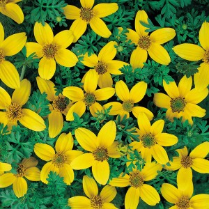 Bidens humilis 'Golden Eye' 