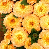 Calendula officinalis 'Apricot Twist' 