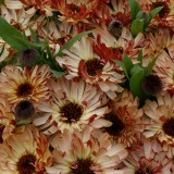 Calendula officinalis 'Bronzed Beauty' 